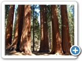 Sequoias
