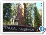 General Sherman Tree
