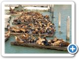 Seel�wen am Pier 39