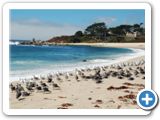 Carmel Beach