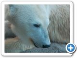 Eisbaer