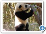 Baby Panda
