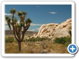 Joshua Tree