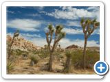 Joshua Trees